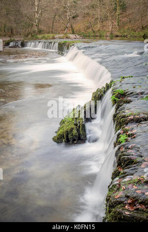 Una piccola cascata nel cuore del bosco del Parco Nazionale di Dartmoor, Devon, Regno Unito. Foto Stock