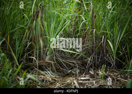 Cubano, Cuba, Cardenas, aria aperta la canna da zucchero erba nel museo di piantagione di fattoria Foto Stock