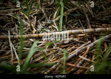 Cubano, Cuba, Cardenas, aria aperta la canna da zucchero erba nel museo di piantagione di fattoria Foto Stock