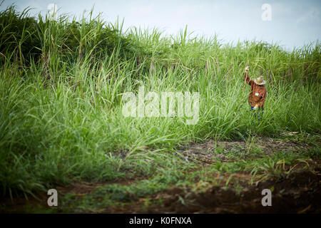 Cubano, Cuba, Cardenas, aria aperta la canna da zucchero erba nel museo di piantagione di fattoria Foto Stock