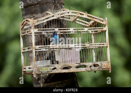 Cubano, Cuba, Cardenas, uccello in una gabbia appesa da albero in strada Foto Stock