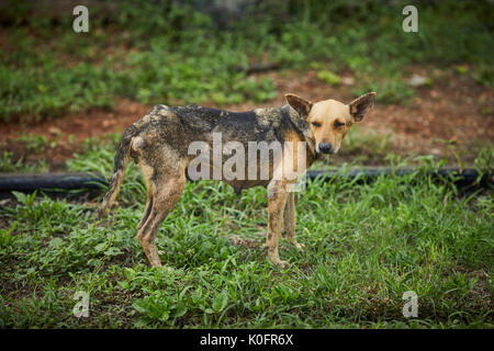 Cubano, Cuba, Cardenas, skinny gli abitanti di un villaggio di cane sulla ferrovia Foto Stock