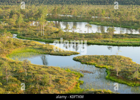 Palude, betulle, pini e acqua blu. sera la luce del sole in bog. riflessione di marsh alberi. fen, laghi, foresta. moor in serata d'estate. slough e naturale Foto Stock