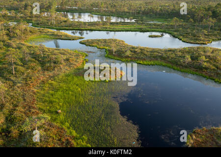 Palude, betulle, pini e acqua blu. sera la luce del sole in bog. riflessione di marsh alberi. fen, laghi, foresta. moor in serata d'estate. slough e naturale Foto Stock