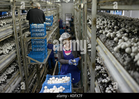 Polonia, Masovian voivodato, Huszlew, Grzybek Losicki, coltivazione di funghi e di marketing, fungo azienda di allevamento, le donne ucraine raccolto i funghi / POLEN, Masowien, Huszlew, Grzybek Losicki, Champignon Pilz Erzeugergemeinschaft, Pilzzuchtbetrieb, ukrainische Frauen ernten Pilze fuer den esportazione Foto Stock