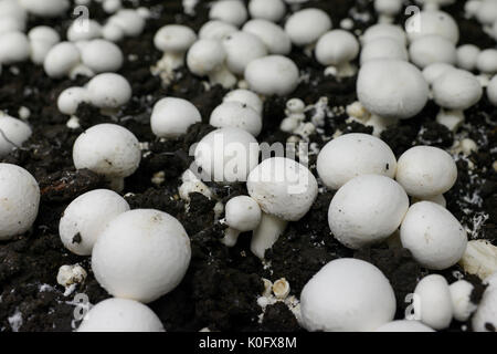 POLONIA, Voivodato Masoviano, Huszlew, Grzybek Losicki coltivazione e commercializzazione dei funghi, azienda di allevamento di funghi / POLEN, Masowien, Huszlew, Grzybek Losicki, Champignon Pilz Erzeugergemeinschaft, Pilzzuchtbetrieb Foto Stock