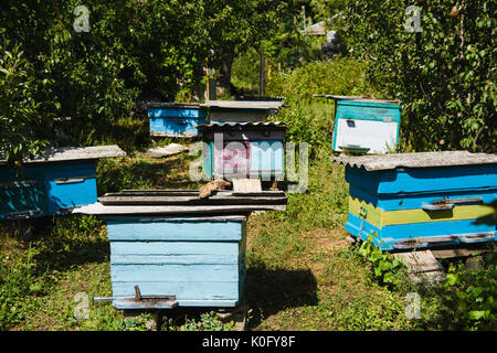 Vista frontale. Un apiario nel giardino. Multicolore di legno vecchio alveari in giardino. Foto Stock