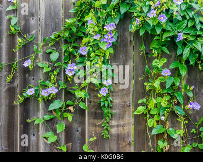 Vite recinto coperto upcountry Maui Hawaii Foto Stock