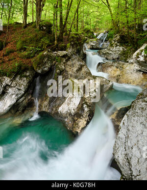 Verde bosco e acqua color smeraldo al fiume Lepenica a Sunikov vodni gaj preservare la natura nel Parco Nazionale del Triglav Alpi Giulie Valle Lepena Slovenia Foto Stock