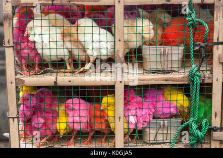 Colorato artificialmente pulcini per la vendita presso il bird e il mercato degli animali a Denpasar, meridionale di Bali, Indonesia. Foto Stock