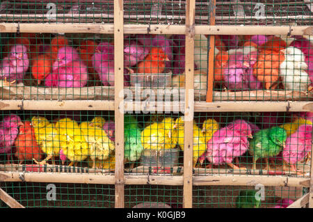 Colorato artificialmente pulcini per la vendita presso il bird e il mercato degli animali a Denpasar, meridionale di Bali, Indonesia. Foto Stock
