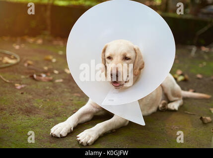 Malati labrador cane con cono collarino recupero dopo il controllo veterinario Foto Stock