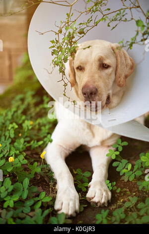 La guarigione labrador cane con cono in plastica collare Foto Stock