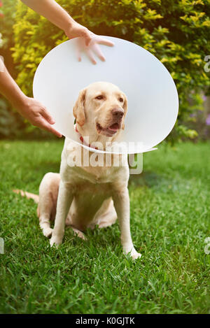 L'uomo installare il cono di plastica sul labrador collo del cane Foto Stock