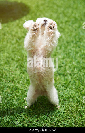 Bianco cane barboncino danza su erba verde sullo sfondo Foto Stock