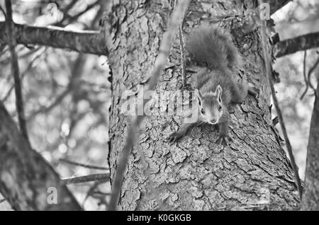 In bianco e nero dai toni intensi. Scoiattolo rosso sta andando verso il basso a partire da un albero di pino mentre guarda la fotocamera. La fauna selvatica all interno della foresta mediterranea. Foto Stock
