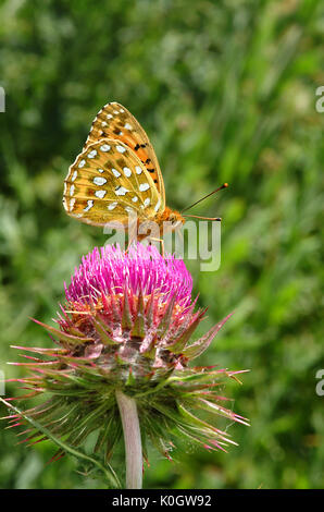 Verde scuro fritillary butterfly (mesoacidalia aglaia) Foto Stock
