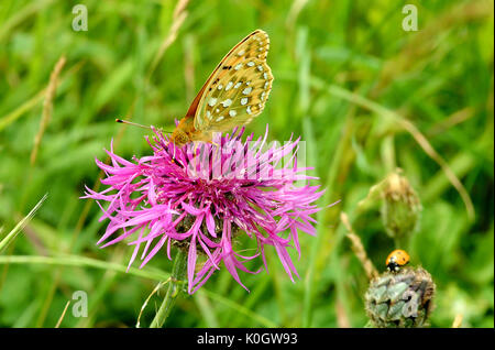 Verde scuro fritillary butterfly (mesoacidalia aglaia) Foto Stock