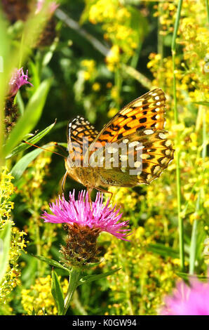 Verde scuro fritillary butterfly (mesoacidalia aglaia) Foto Stock