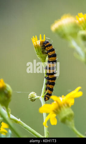 Il cinabro moth caterpillar off alimentazione un fiore di erba tossica. Foto Stock