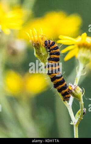 Il cinabro moth caterpillar off alimentazione un fiore di erba tossica. Foto Stock