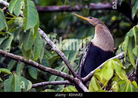 Anhinga NEL PARCO NAZIONALE DI TORTUGUERO Foto Stock