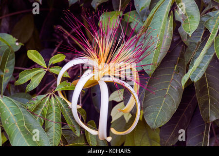 Bella Pachira aquatica fiore in Tortuguero Foto Stock