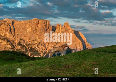 Alpe di Siusi / Seiser Alm, Dolomiti, Alto Adige, Italia. Cavalli di Razza Haflinger a sunrise sull Alpe di Siusi / Seiser Alm. Sullo sfondo le cime del SC Foto Stock