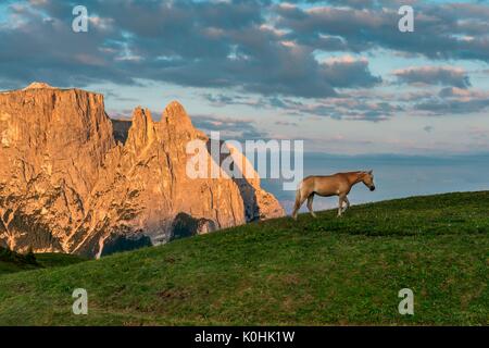 Alpe di Siusi / Seiser Alm, Dolomiti, Alto Adige, Italia. Cavalli avelignesi a sunrise sull Alpe di Siusi / Seiser Alm. Sullo sfondo le cime di S Foto Stock