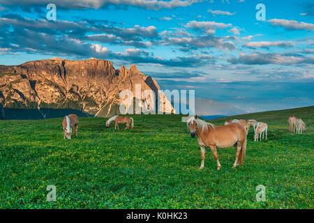 Alpe di Siusi / Seiser Alm, Dolomiti, Alto Adige, Italia. Cavalli avelignesi a sunrise sui pascoli della Bullaccia/Puflatsch. Sullo sfondo il pisello Foto Stock