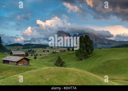 Alpe di Siusi / Seiser Alm, Dolomiti, Alto Adige, Italia. Vista dall' Alpe di Siusi verso le vette del Sassolungo/Sassolungo e Sassopiatto / Sassopiatto Foto Stock