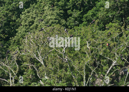 Uccelli di mare ad alberi su "Ilha da Queimada Grande' isola, Sao Paulo membro a riva, Brasile Foto Stock