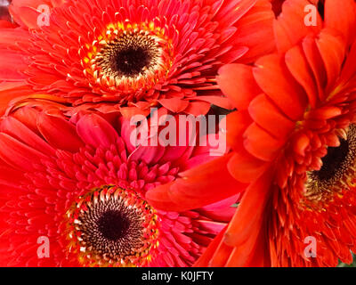 Un bouquet di tre vivaci e fiori di colore rosso, evidenziando la consistenza del loro petali e le tonalità scure dei loro centri. Foto Stock