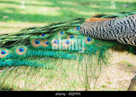 Immagine ravvicinata di un pavone la ventola a Los Angeles County Arboretum & Botanic Garden Foto Stock