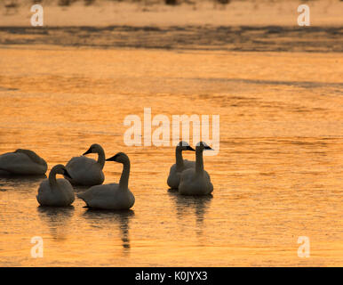 La tundra cigni sunrise su congelati Eagle Marsh, Ankeny National Wildlife Refuge, Oregon Foto Stock