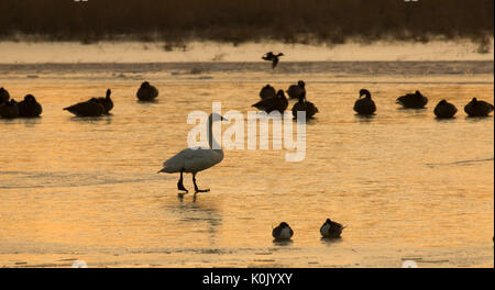 La tundra cigni sunrise su congelati Eagle Marsh, Ankeny National Wildlife Refuge, Oregon Foto Stock