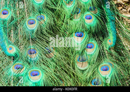 Immagine ravvicinata di un pavone la ventola a Los Angeles County Arboretum & Botanic Garden Foto Stock