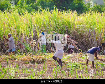 Indian gli agricoltori che lavorano in campi di canna da zucchero nelle prime ore del mattino nei pressi di Hampi, Karnataka, India il 17 Agosto,2016 Foto Stock