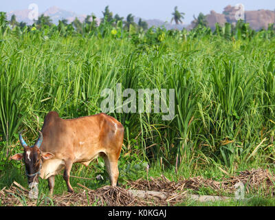 Ox animale in un campo di canna da zucchero con la bellissima campagna agriturismo terra e cielo blu Foto Stock