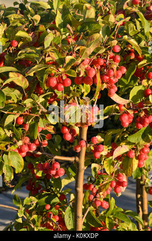 Crab Apple (malus x robusta 'red sentinel') Foto Stock