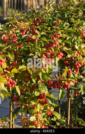 Crab Apple (Malus x robusta 'Red Sentinel') Foto Stock