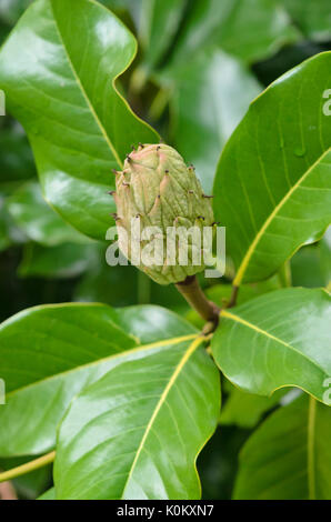Evergreen magnolia (magnolia grandiflora ''francois treyve') Foto Stock
