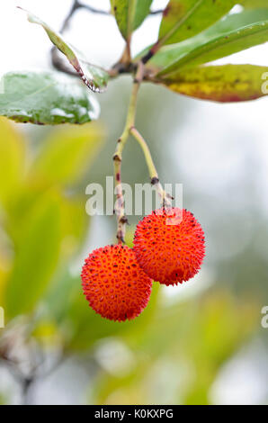 Corbezzolo (Arbutus unedo) Foto Stock