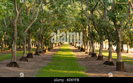 Disco limes crescere sul ramo in questo agricolo di Orchard Foto Stock