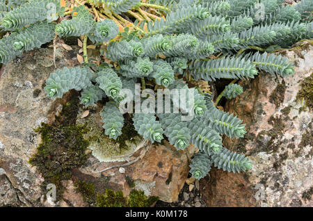 Blu (Euforbia euphorbia myrsinites) Foto Stock