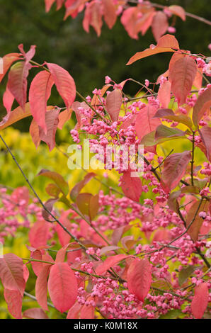 Albero mandrino (euonymus hamiltonianus) Foto Stock