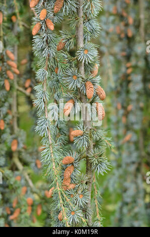 Atlas cedar (Cedrus atlantica 'glauca pendula") Foto Stock