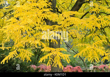 Kentucky coffeetree (gymnocladus dioicus) Foto Stock