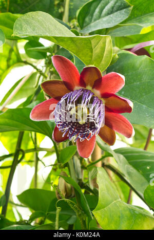 Winged-stelo fiore della passione (passiflora alata) Foto Stock