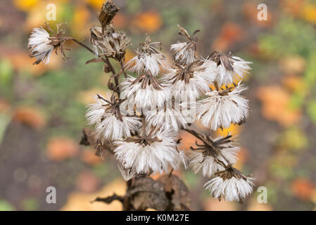 Broad-leaved ragwort (Senecio sarracenicus syn. Senecio fluviatilis) Foto Stock